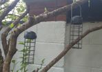 Bird Feeders
