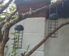 Bird Feeders