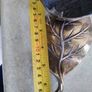 Rare find Vintage patinated modele dep t Brev Normalien italiana ashtray in shape of a walnut. Image 9