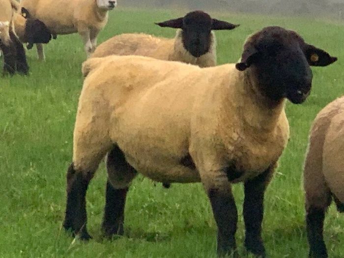 Pedigree Registered Suffolk & Texel Rams