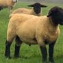 Pedigree Registered Suffolk & Texel Rams Image 3