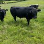 AA Bull Image 3