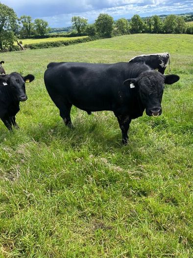 Aberdeen Angus Bull
