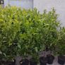 Cheap Instant 4 Foot Tall Laurel Hedge Image 4