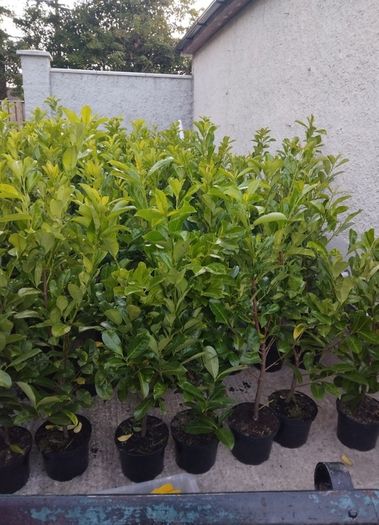 Cheap Instant 4 Foot Tall Laurel Hedge