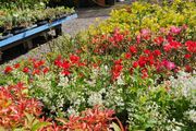 Flowering Shrubs, Evergreen Plants