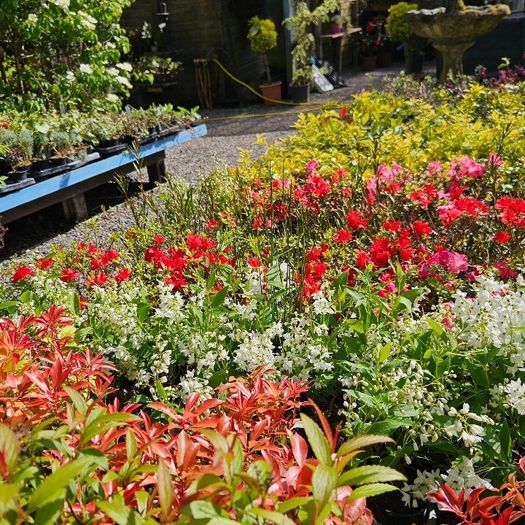 Plants, Flowering Shrubs, Grasses