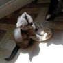 Kittens Image 2