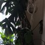 swiss cheese plant Image 3