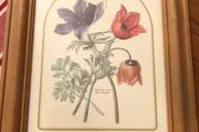Vintage Anemone Botanical Print Framed - Nederlandsch Bloemwerk Cottagecore Art 12x15 inches