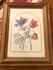 Vintage Anemone Botanical Print Framed - Nederlandsch Bloemwerk Cottagecore Art 12x15 inches