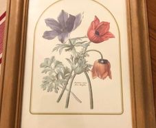 Vintage Anemone Botanical Print Framed - Nederlandsch Bloemwerk Cottagecore Art 12x15 inches