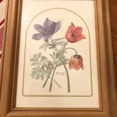 Vintage Anemone Botanical Print Framed - Nederlandsch Bloemwerk Cottagecore Art 12x15 inches