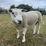 PBNR texel ram and ewe Image 2