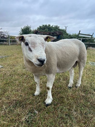 PBNR texel ram and ewe