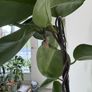 Hoya Australis Image 4