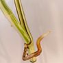 Monstera Mint big leaves Image 8