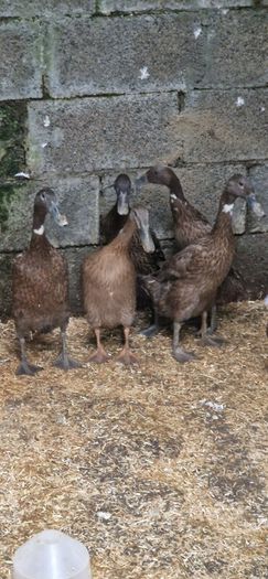 Ducks, Drakes, Ducklings