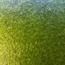 Premium Red Root Floaters & Frogbit Image 10