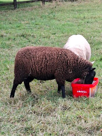 2  Butchers Lambs.