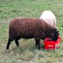 2  Butchers Lambs. Image 5