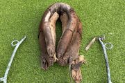 vintage donkey collar