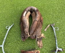 vintage donkey collar
