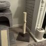 cat Image 2