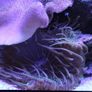Marine Fish Tank Image 10