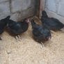 poultry, pullets, Hens, Image 7