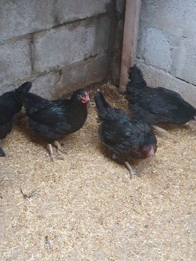 poultry, pullets, Hens,