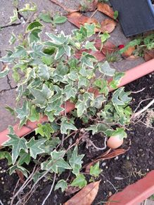 Algerian  Ivy