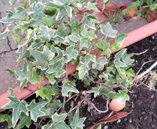 Algerian  Ivy