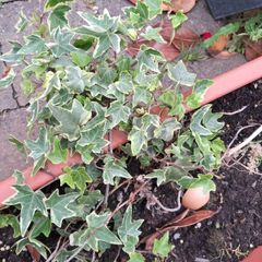 Algerian  Ivy