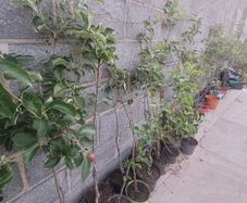 Apple trees in a pot