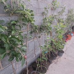 Apple trees in a pot