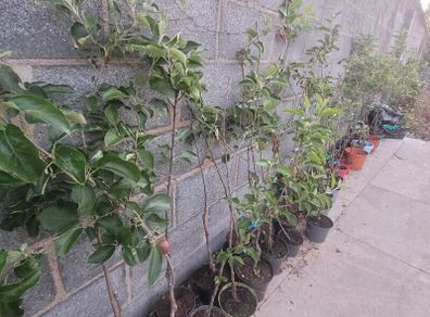 Apple trees in a pot