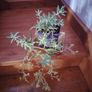 Cascading Succulents Image 2