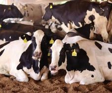 Relief milking