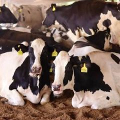 Relief milking
