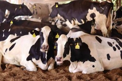 Relief milking