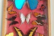 Antique Butterfly Shadowbox