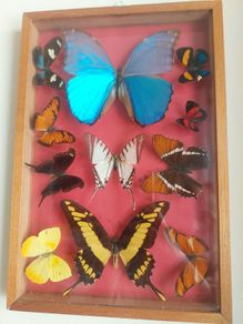 Antique Butterfly Shadowbox