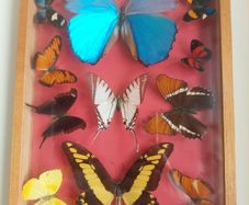 Antique Butterfly Shadowbox