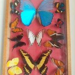 Antique Butterfly Shadowbox