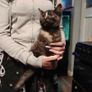 Beautiful female kitten Image 2