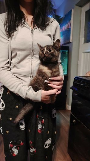 Beautiful female kitten