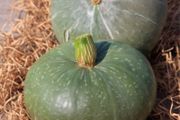 (P) Pumpkin Ambar F1 seeds 1g (125517)