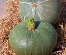 (P) Pumpkin Ambar F1 seeds 1g (125517)