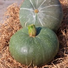 (P) Pumpkin Ambar F1 seeds 1g (125517)